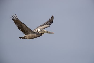 Brown Pelican - In Flight (Pelecanus occidentalis)