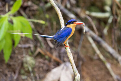 Buff-breasted Paradise-kingfisher1