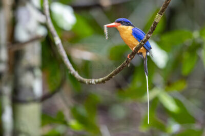 Buff-breasted Paradise-kingfisher2