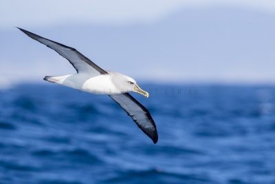 Buller's Albatross (Thalassarche bulleri bulleri)