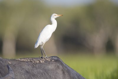 Cattle Egret - On  Buffalo (Ardea ibis coromanda) - Yellow Waters, NT