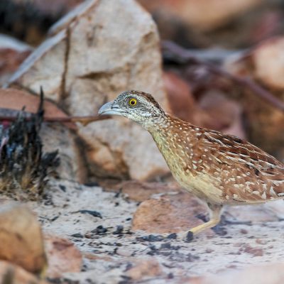 Buttonquail, Pratincoles and Coursers