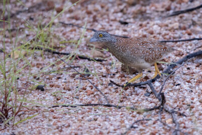 Chestnut-backed Button-quail - Female