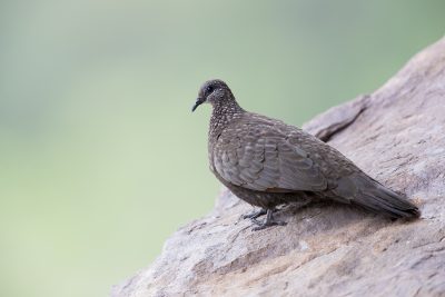 Chestnut-quilled Rock-Pigeon (Petrophassa rufipennis) - Ubirr, NT