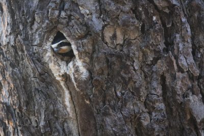 Collared Falconet - At Nest Hole (Microhierax caerulescens)