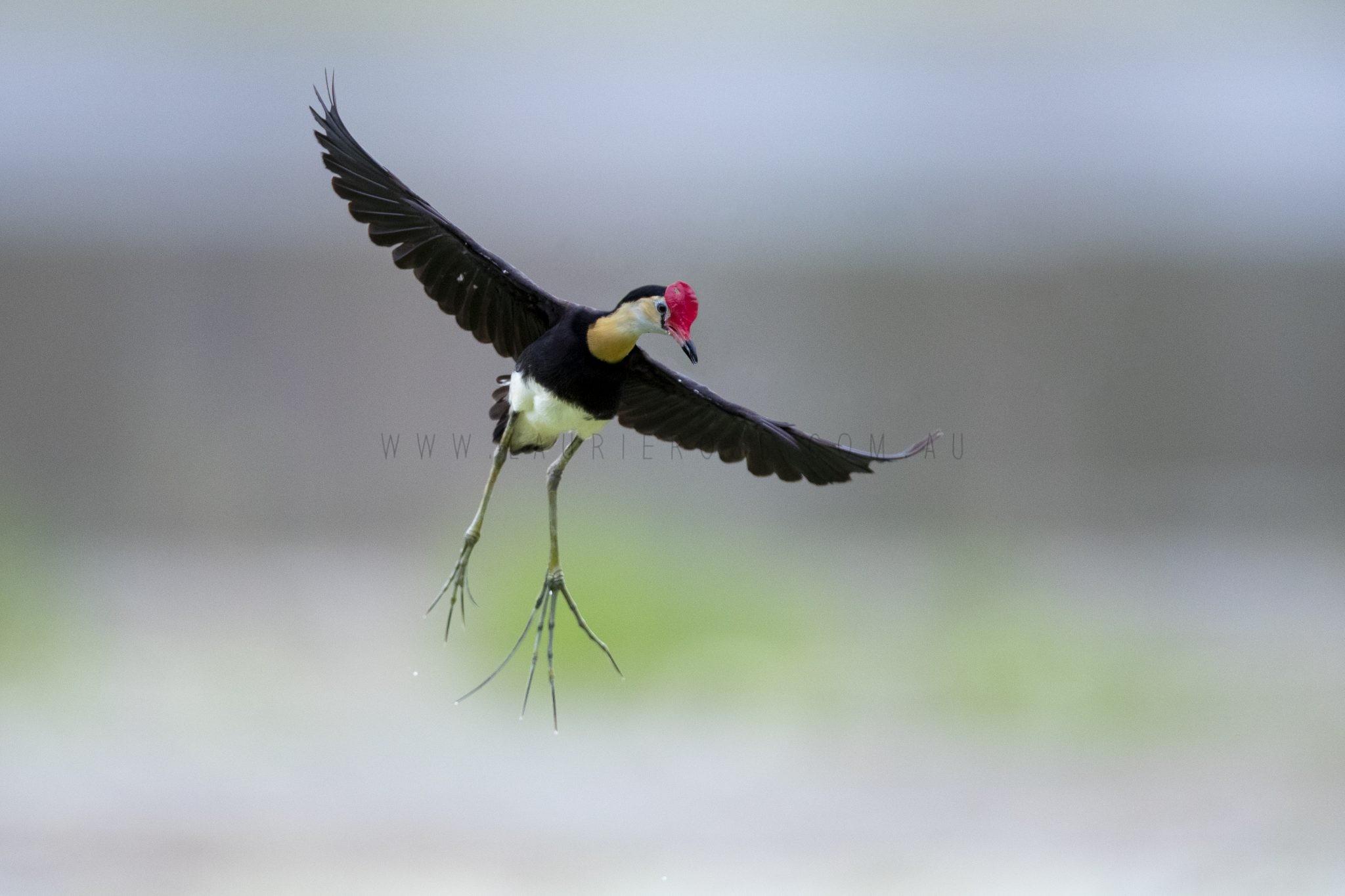 Comb-crested Jacana - In Flight.3