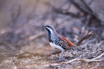 Quail-thrushes and jewel-babblers, Whipbirds and Wedgebills