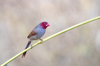 Crimson Finch - Female