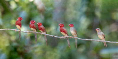 Crimson Finch (White-bellied) Composition
