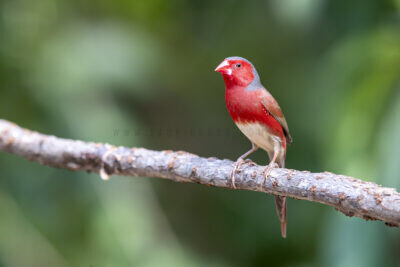 Crimson Finch (White-bellied) Male