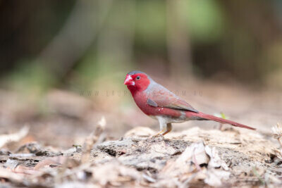Crimson Finch (White-bellied) Male on ground