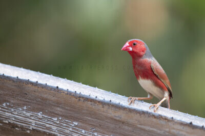 Crimson Finch (White-bellied) Male3