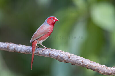 Crimson Finch (White-bellied) Male4