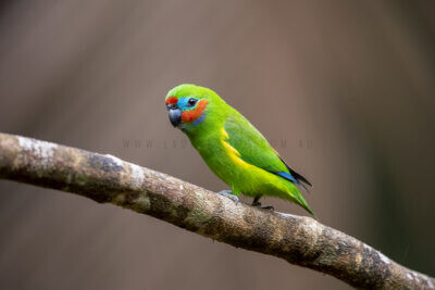 Double-eyed Fig-parrot