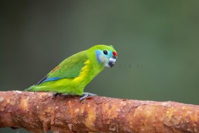 Double-eyed Fig-parrot - Female