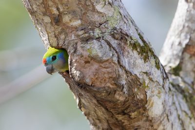 Double-eyed Fig-Parrot - Female (Cyclopsitta diophthalma)