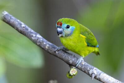 Double-eyed Fig-parrot - Female1