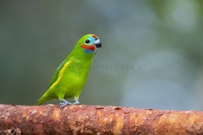 Double-eyed Fig-parrot - Male