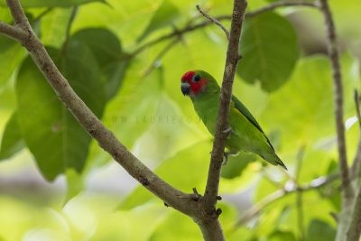 Double-eyed Fig-parrot - Male (Cyclopsitta diophthalma marshalli)
