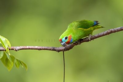 Double-eyed Fig-parrot - Male (Cyclopsitta diophthalma marshalli).1