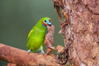Double-eyed Fig-parrot - Male with Paperbark