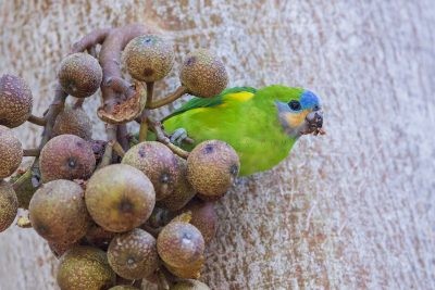 Double-eyed Fig-parrot (Mashall's) - Female