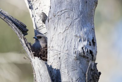 Dusky Woodswallow - On nest (Artamus Cyanopterus Cyanopterus) - Capertee Valley, NSW