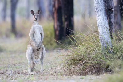 Eastern Grey Kangaroo - Male