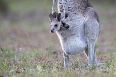Eastern Grey Kangaroo - With Joey