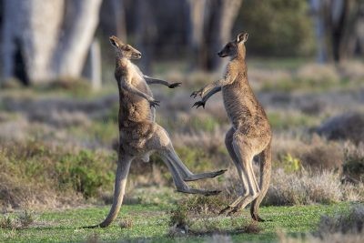 Eastern Grey Kangaroos Boxing (4)