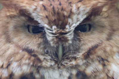 Eastern Screech-Owl - Close Up (Megascops asio)