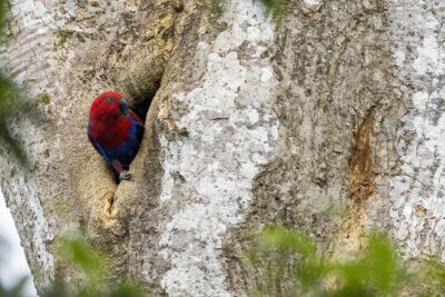 Eclectus Parrot - Female at hollow