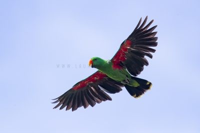 Eclectus Parrot - Male in flight