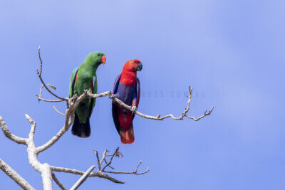 Eclectus Parrot - Pair