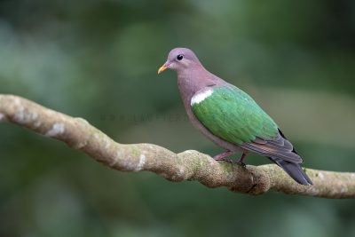 Emerald Dove