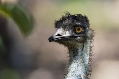 Emu - Adult Portriat (Dromaius novaehollandiae)