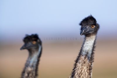 Emu - Portrait