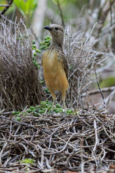 Fawn-breasted Bowerbird - Verticle