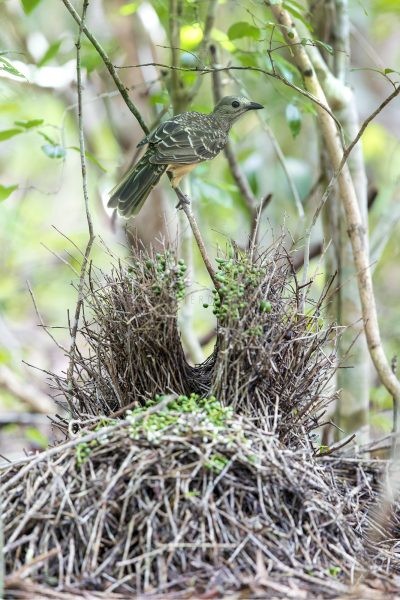 Fawn-breasted Bowerbird - Vertical Panoramic (Ptilonorhynchus cerviniventris)