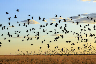 Flock Bronzewing - Flock