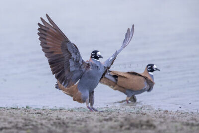 Flock Bronzewing - Landing