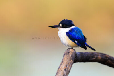 Forest Kingfisher.