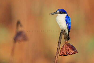 Forest Kingfisher2