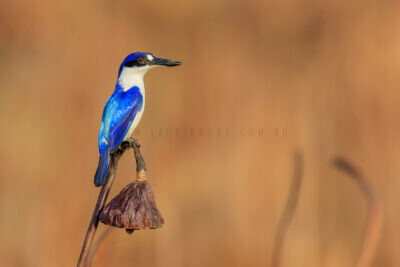 Forest Kingfisher3