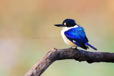 Forest Kingfisher6
