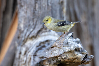 Forty-spotted Pardalote - Female