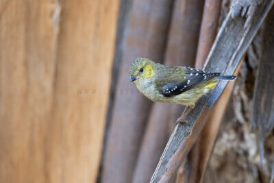 Forty-spotted Pardalote - Female1
