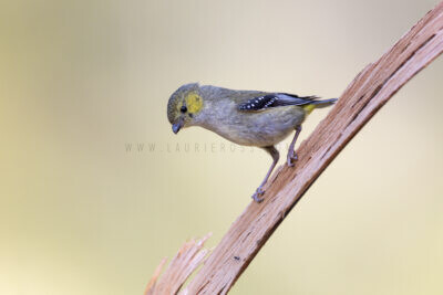 Forty-spotted Pardalote - Male3