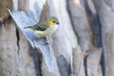 Pardalotes and Sittellas
