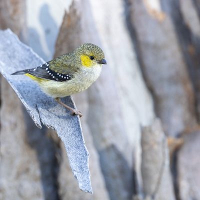Pardalotes and Sittellas